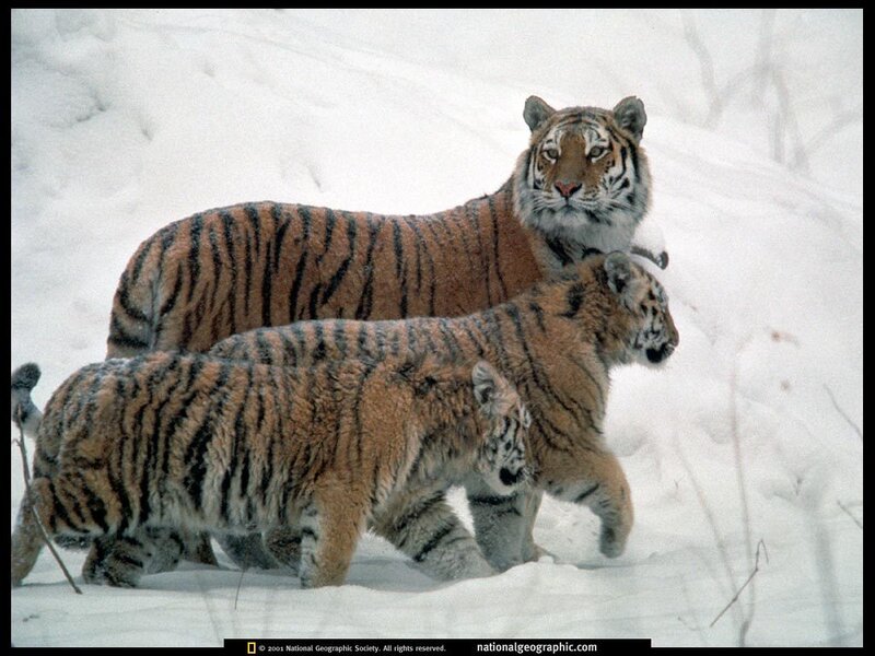Tiger Family in Snow — White, Calm, Winter