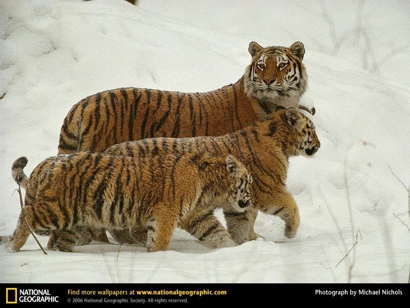 Tiger Family in Snow — White, Natural