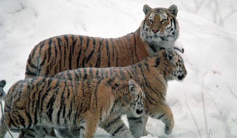 Tiger Family in Snow — White