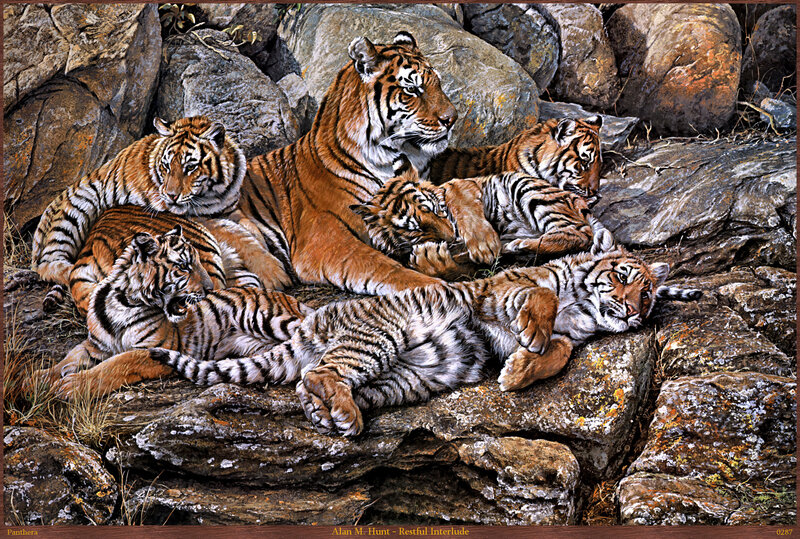 Tiger Family on Rocks
