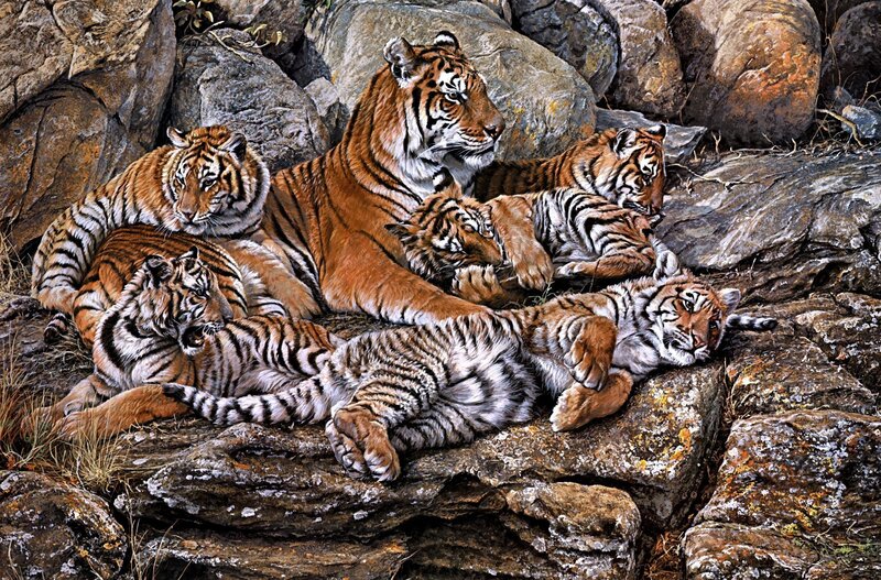 Tiger family resting on rocks