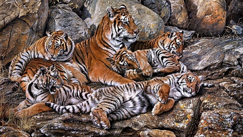 Tiger family resting on rocks