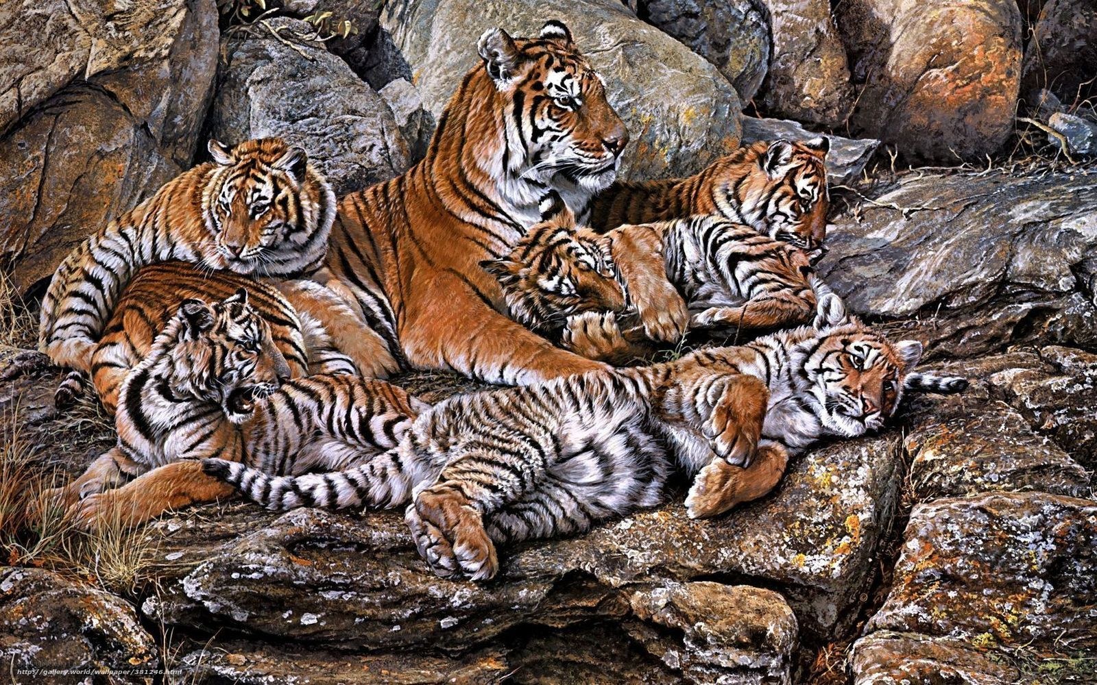 Tiger family resting on rocks