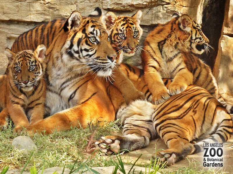 Tiger Family Resting