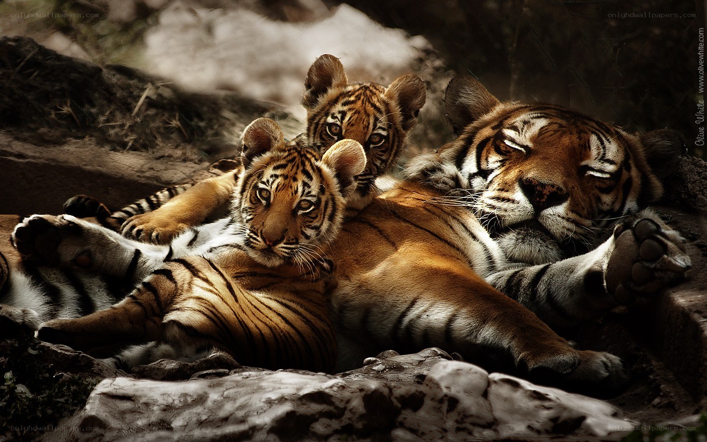 Tiger family resting together