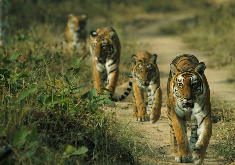 Tiger Family Walking