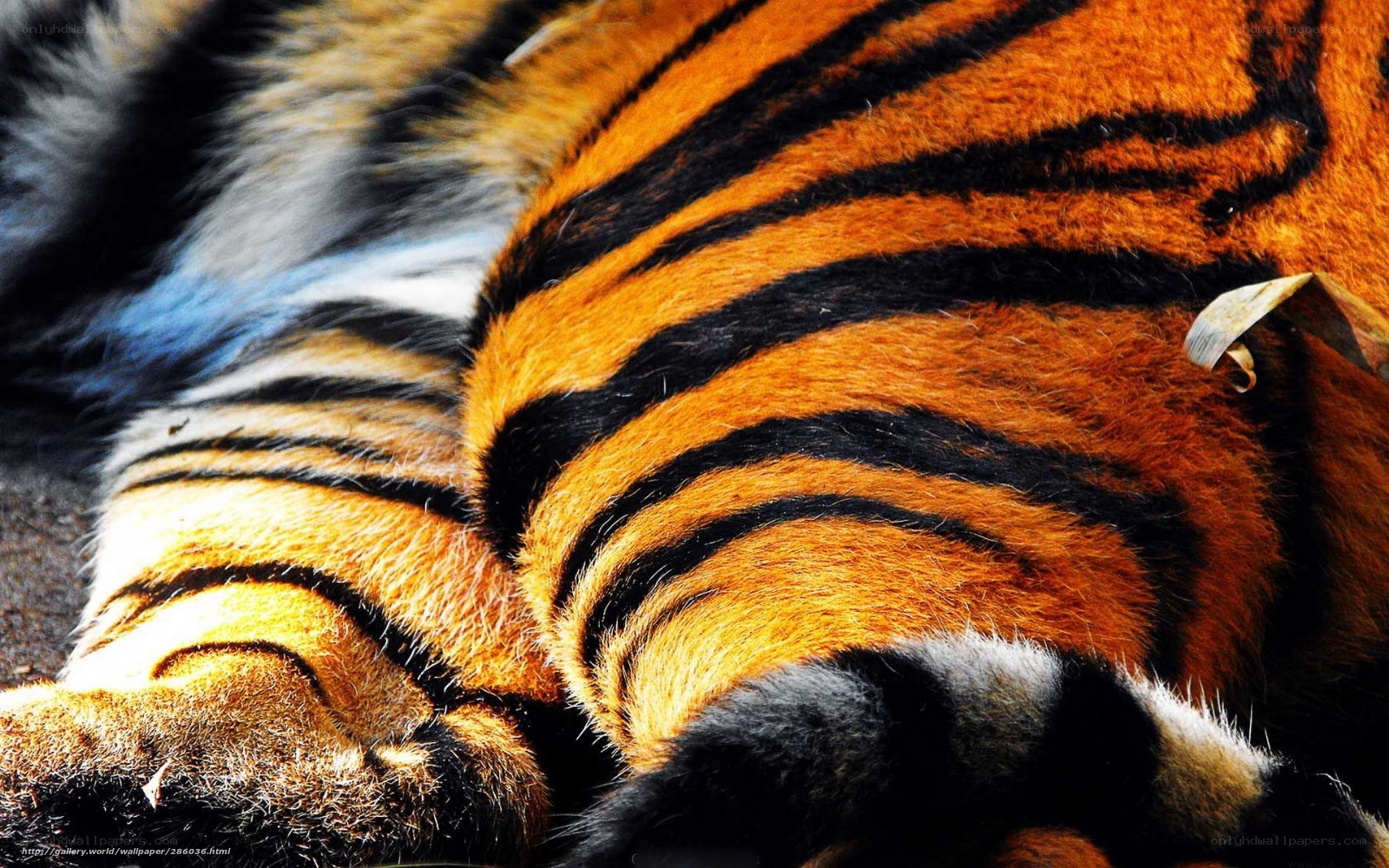 tiger fur close-up