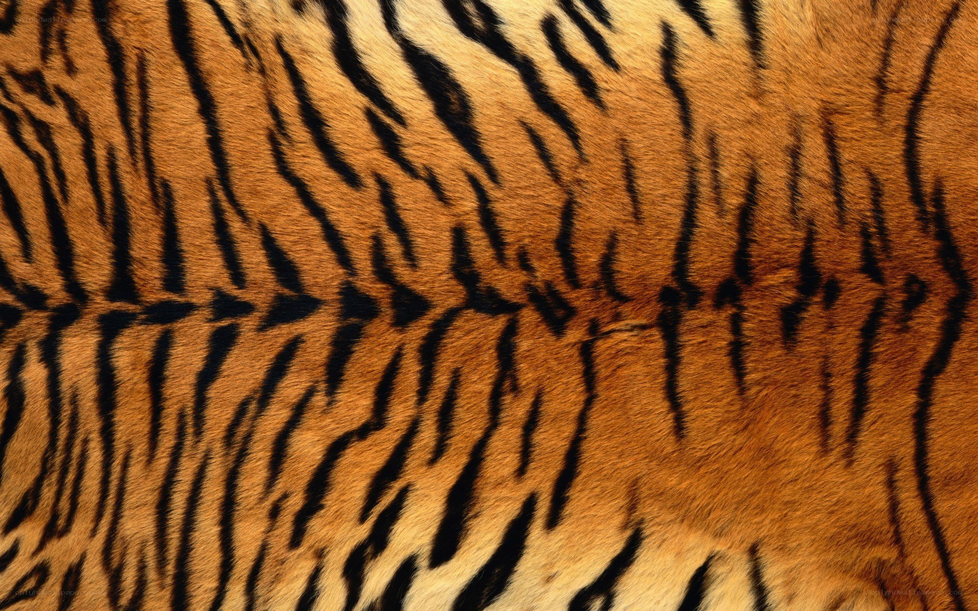tiger fur pattern