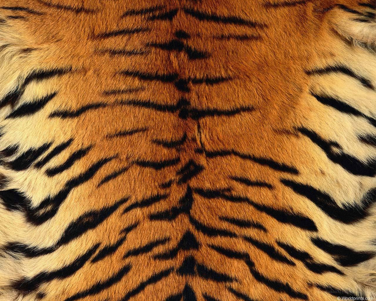 tiger fur pattern