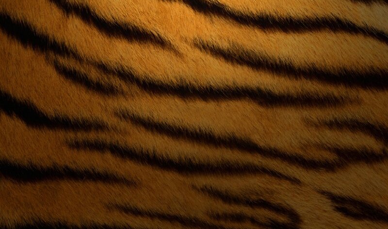 tiger fur pattern