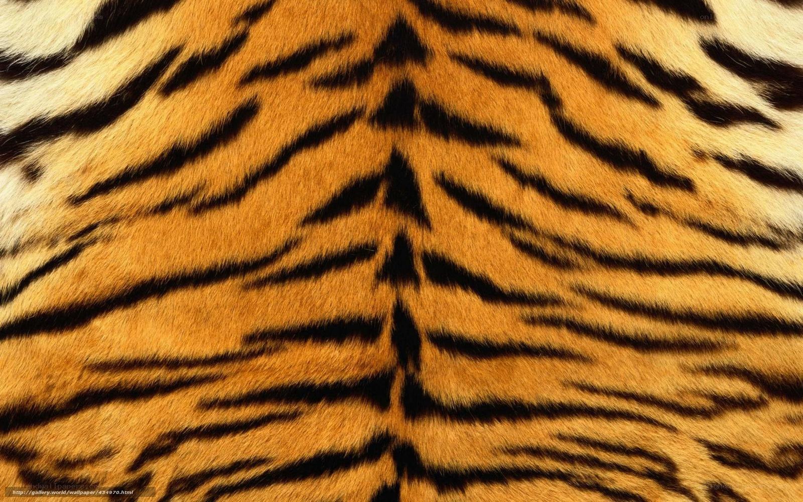 tiger fur pattern close-up
