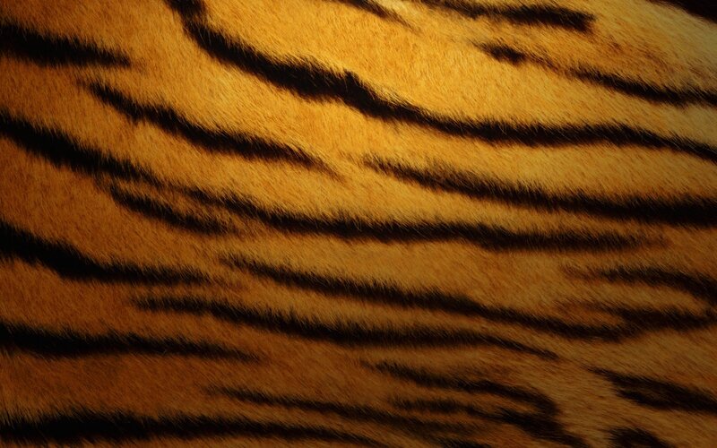Tiger Fur Pattern — Natural, Photograph