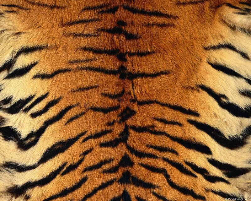 Tiger Fur Pattern — Orange, Natural, Photograph, Stripes, Black, White