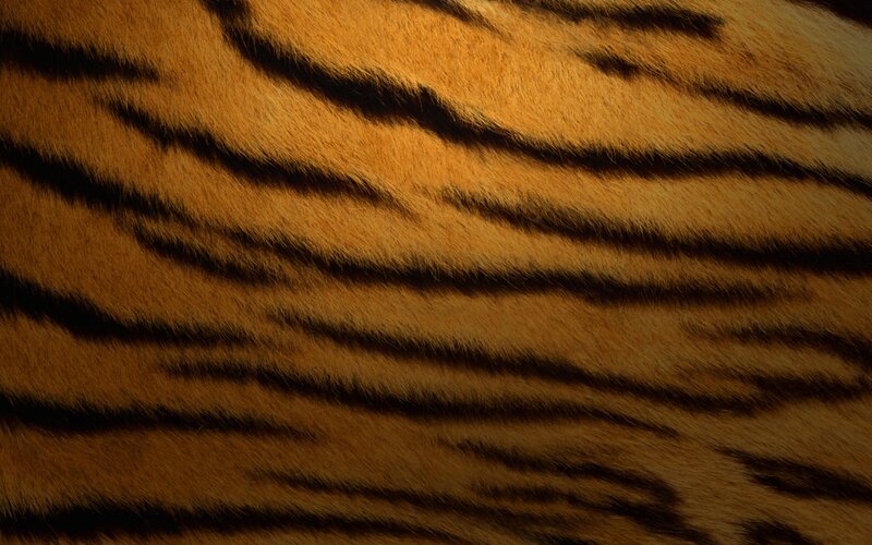 Tiger Fur Pattern — Orange, Natural, Photograph, Stripes