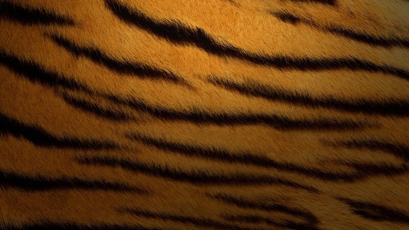 Tiger Fur Pattern — Orange, Photograph