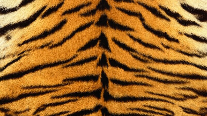 Tiger Fur Pattern — Orange, Stripes