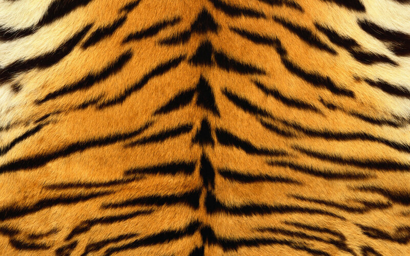 Tiger Fur Pattern — Photograph