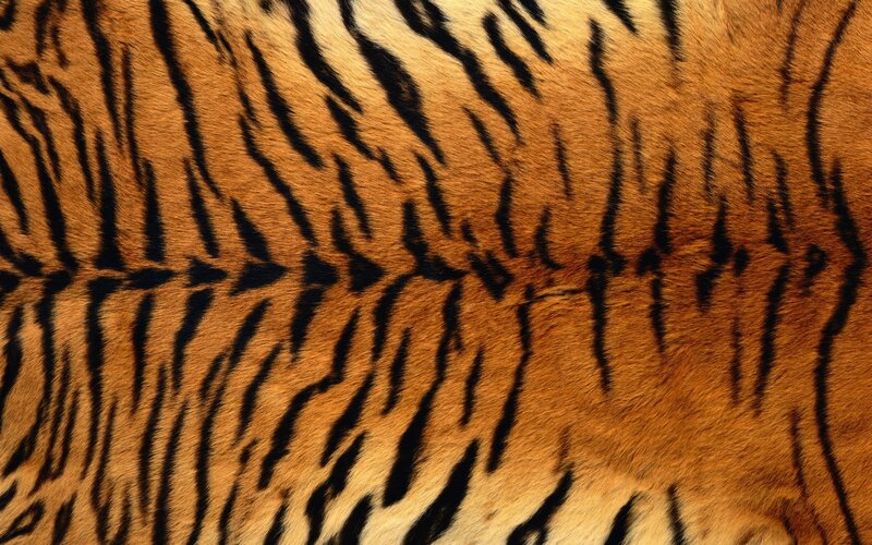 Tiger Fur Pattern — Stripes