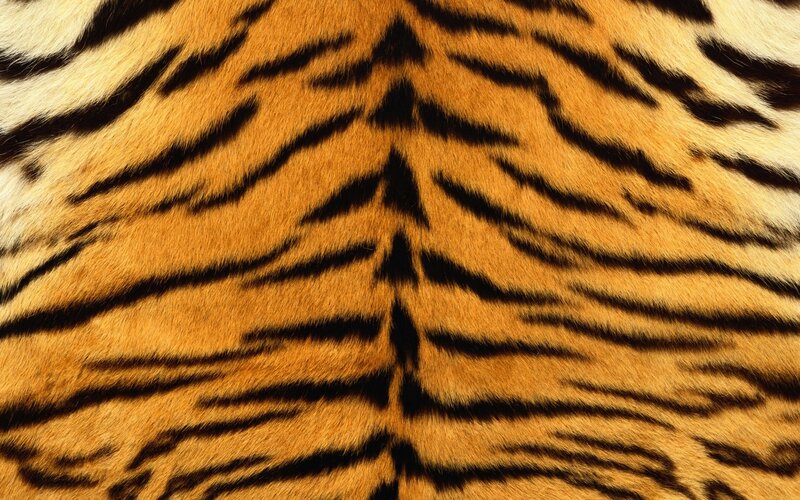 tiger fur pattern
