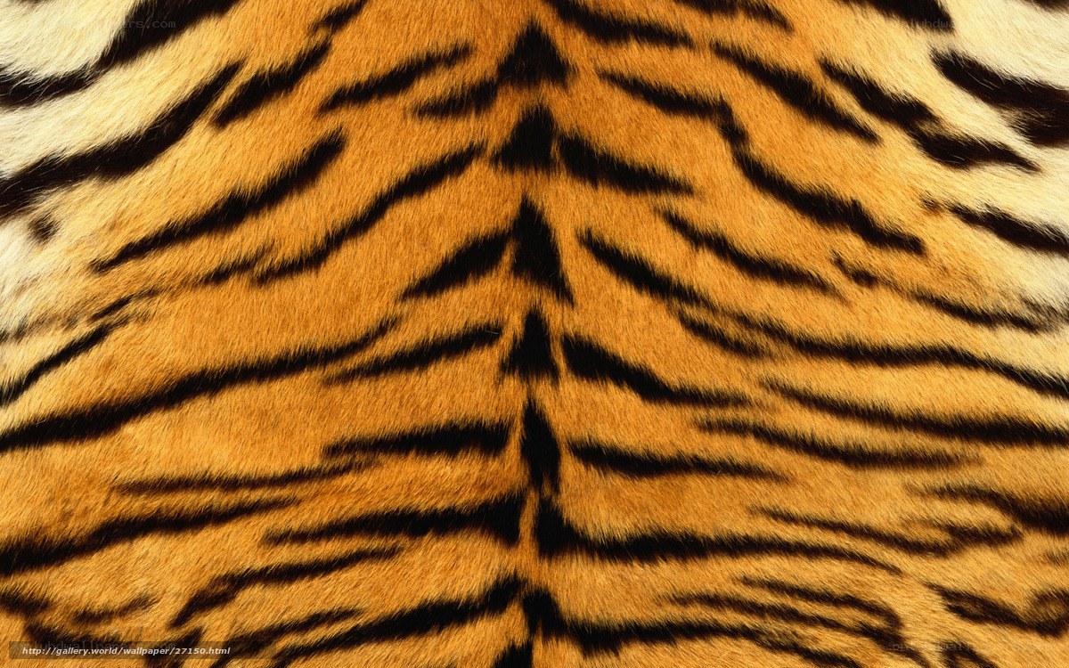 tiger fur texture