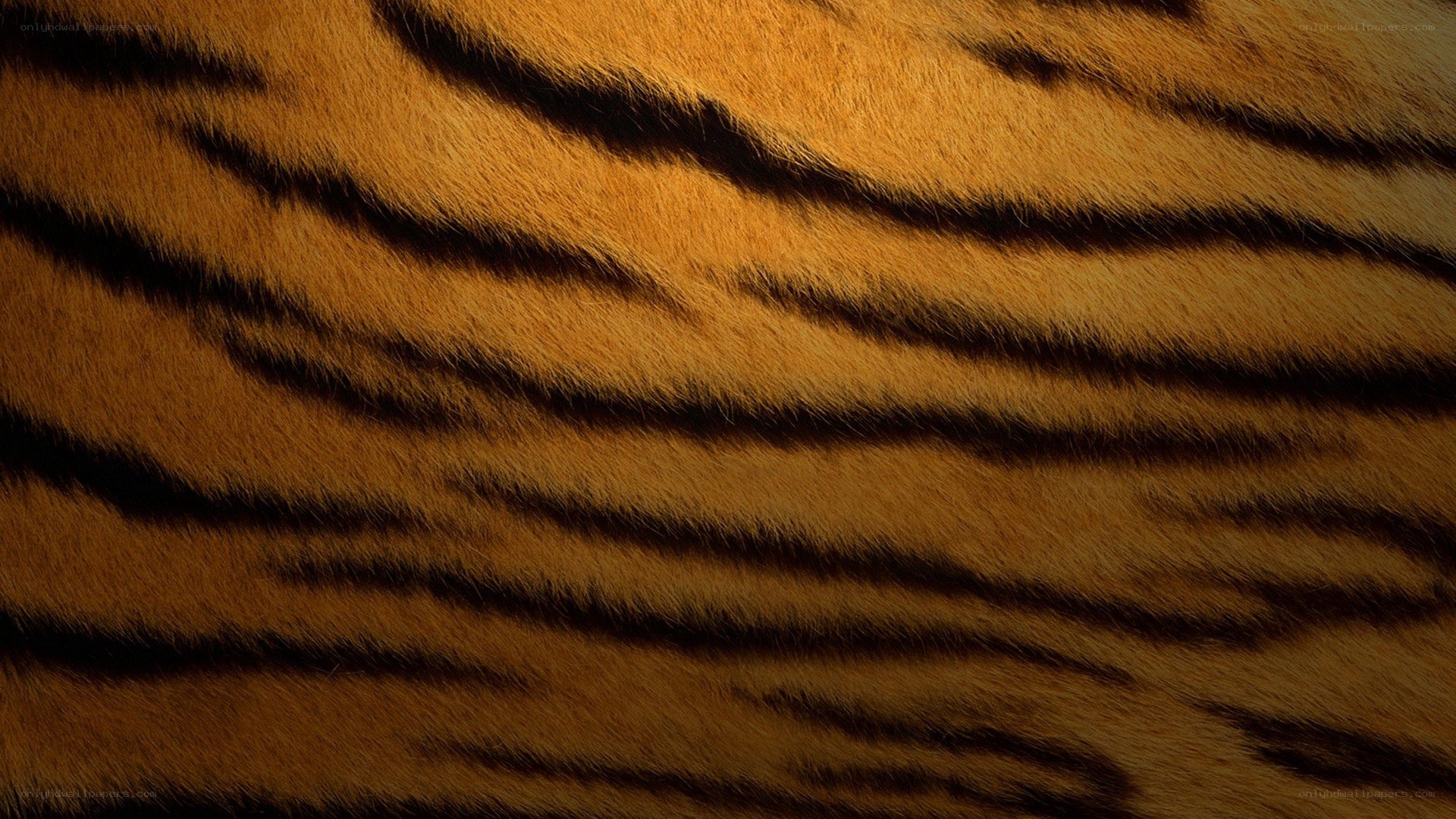 tiger fur texture