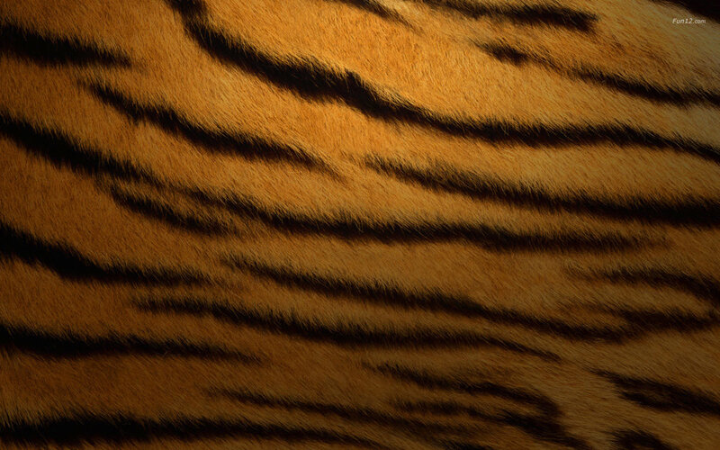 tiger fur texture