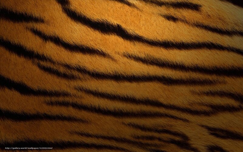tiger fur texture