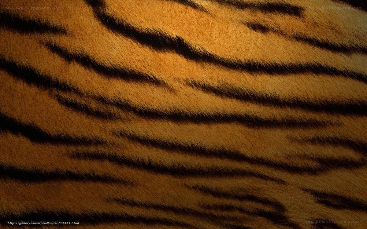 tiger fur texture