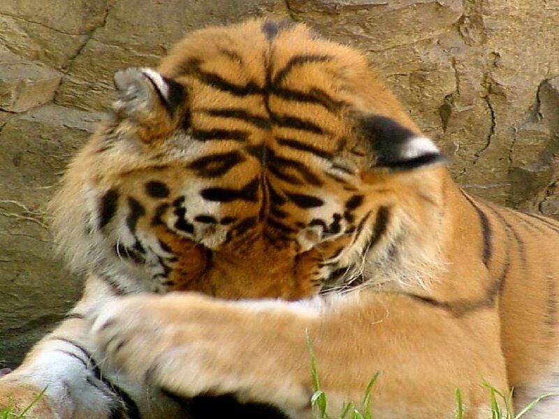 Tiger Grooming Itself — Orange