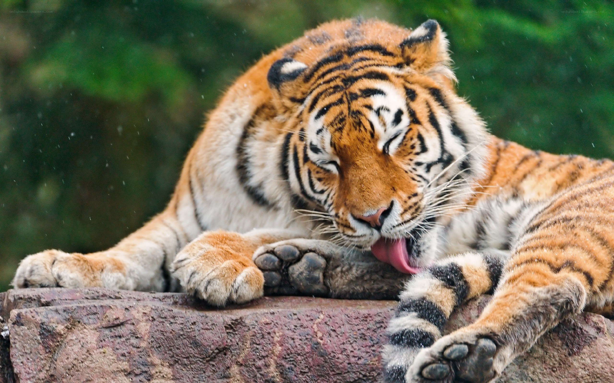 tiger grooming on rock