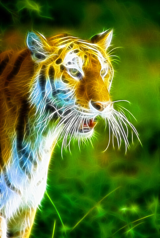 Tiger Head and Neck