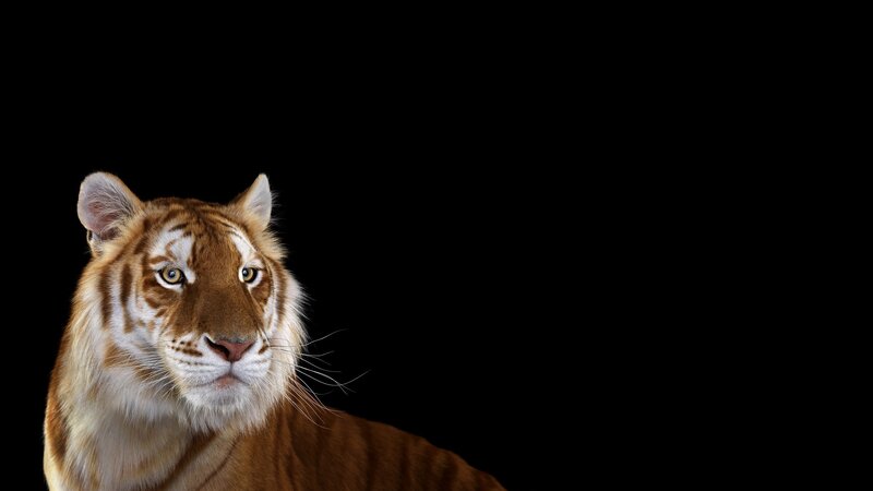 Tiger Head and Shoulders — Brown