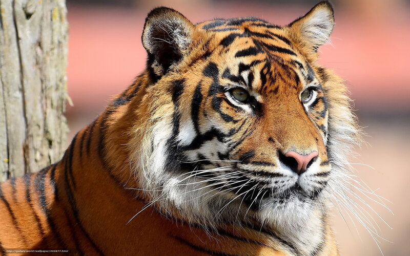 Tiger Head and Shoulders — Orange