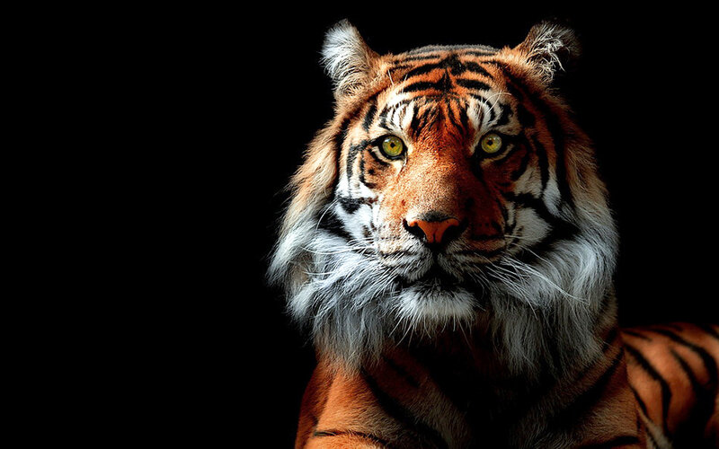 Tiger Head and Shoulders