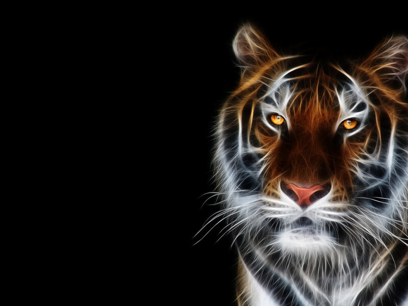 Tiger Head — Black, Dramatic