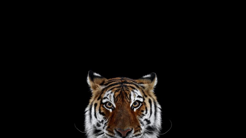 Tiger Head — Black, Intense, Photograph