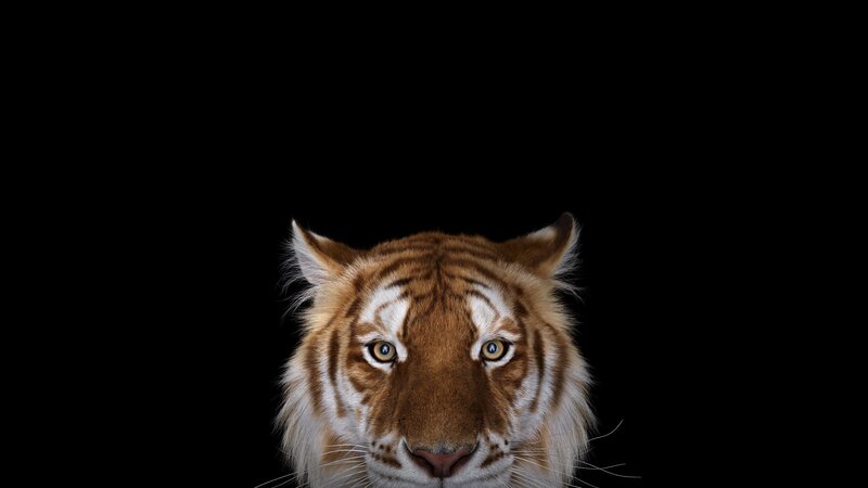 Tiger Head — Black, Intense