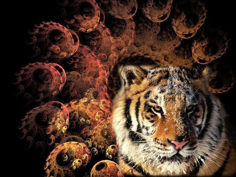 Tiger Head — Brown