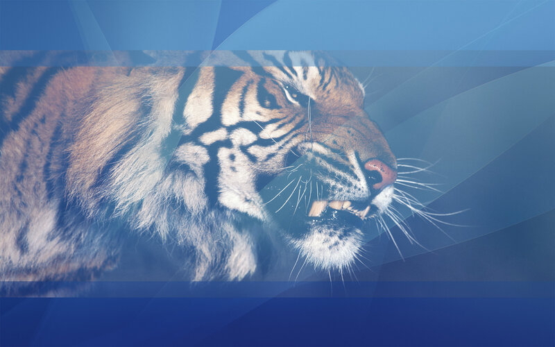 Tiger Head Close-up — Blue