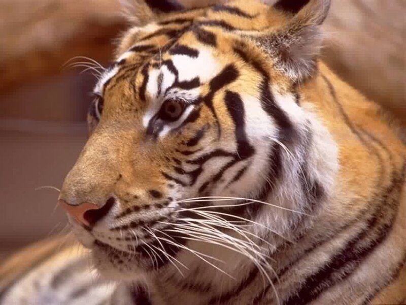 Tiger Head Close-up — Orange, Calm