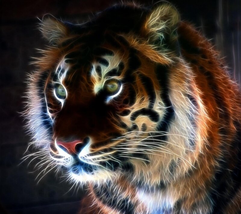 Tiger Head Close-up — Orange, Dramatic