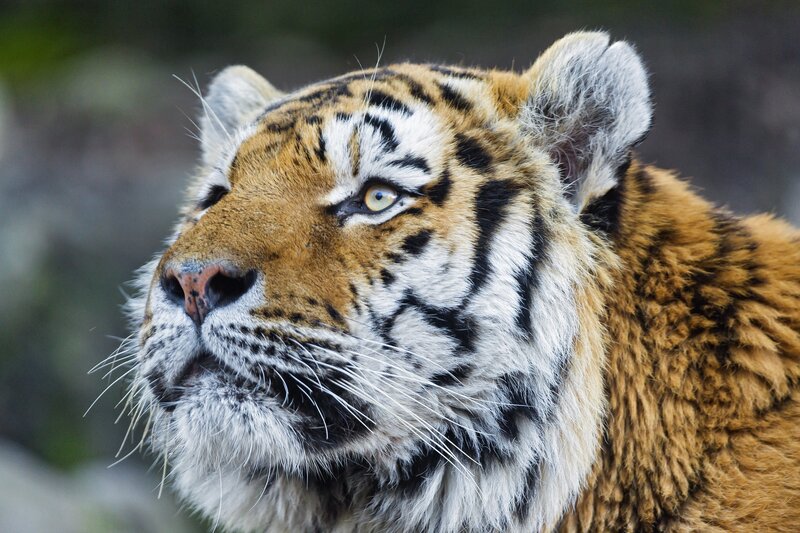 Tiger Head Close-up — Orange, Intense, Photograph