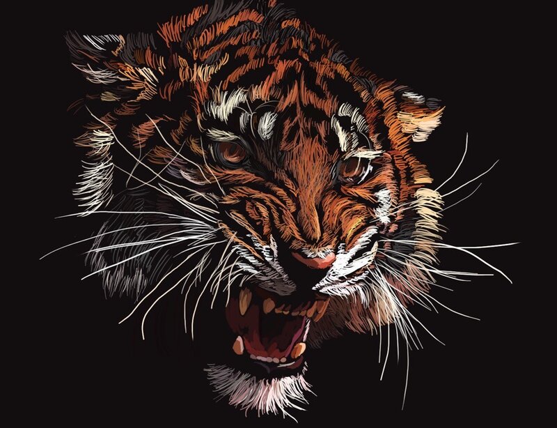 tiger head illustration