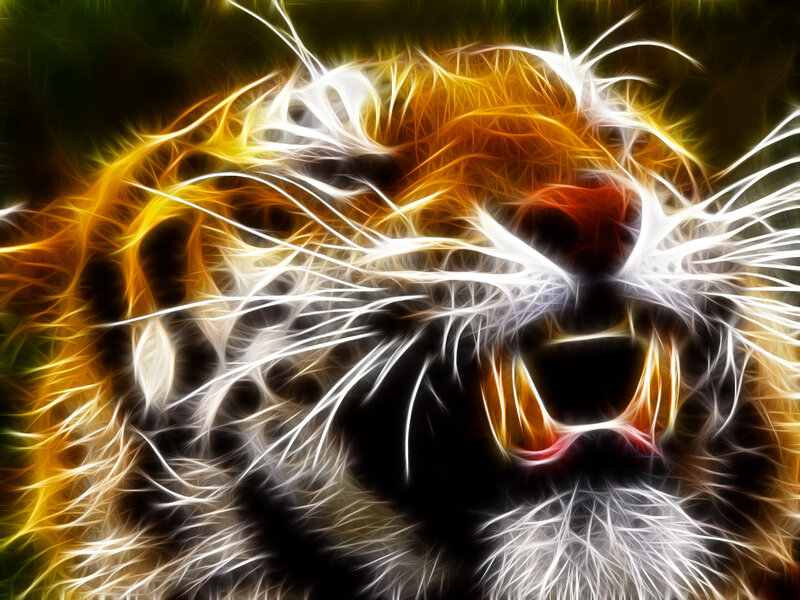 Tiger Head in Motion