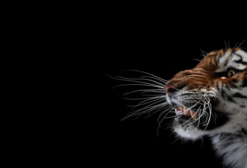Tiger Head in Profile — Black