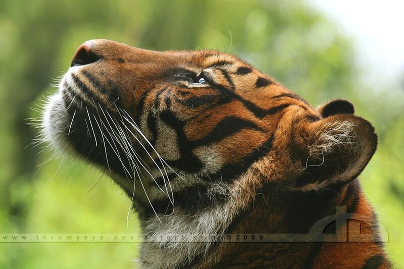 Tiger Head in Profile — Orange, Calm