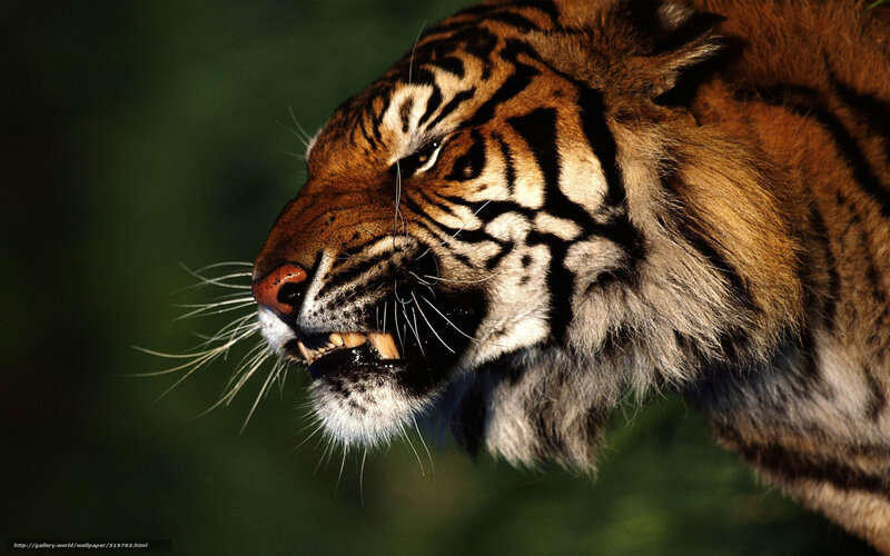 Tiger Head in Profile — Orange, Intense, Photograph, Stripes