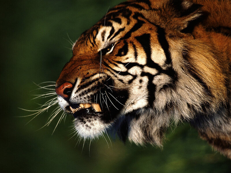 Tiger Head in Profile — Orange, Intense, Photograph