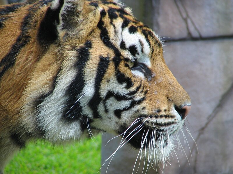 tiger head in profile