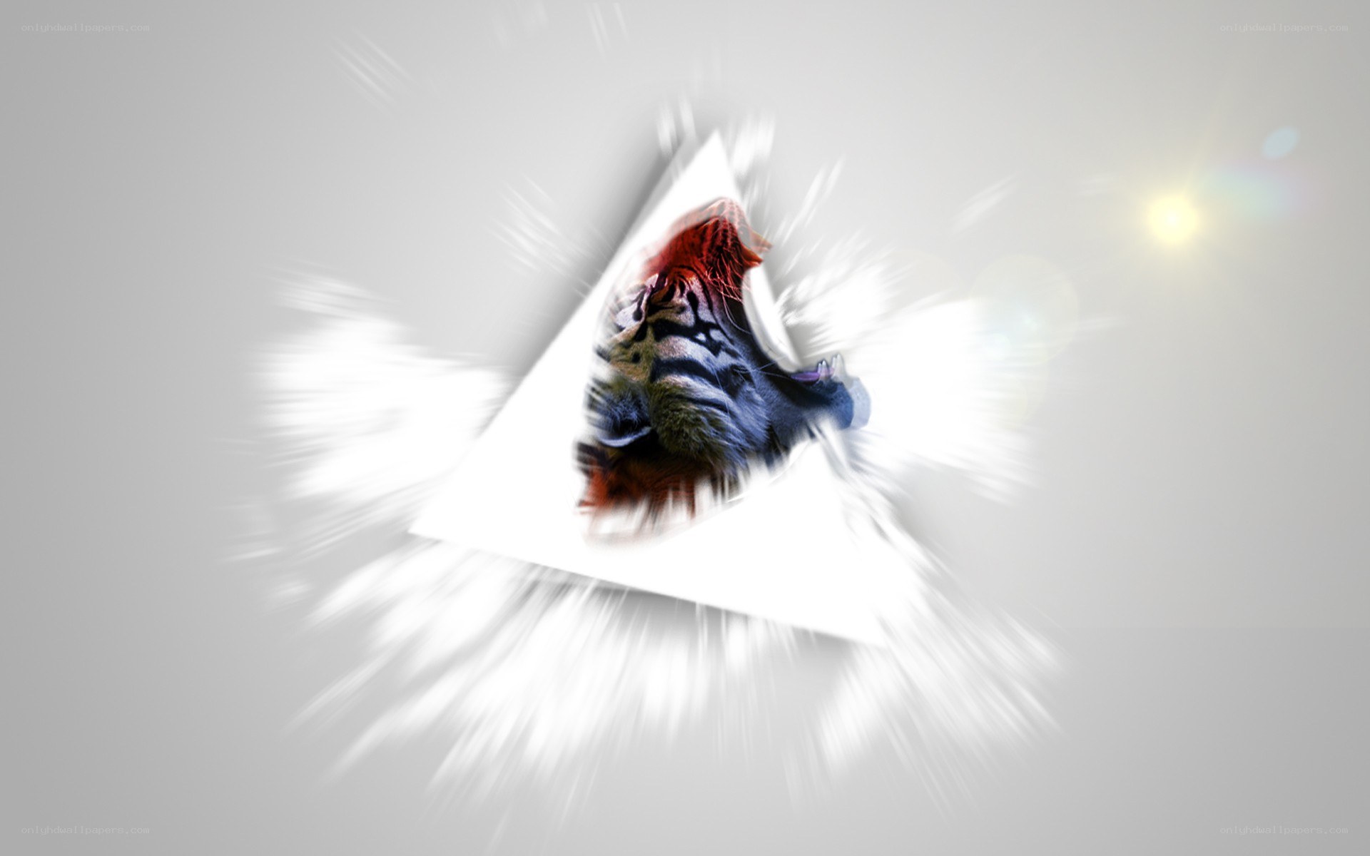 tiger head in white triangle